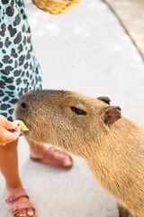 Cute Capybara being fed in a wildlife reserve