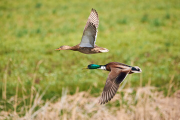 Mallard male and female birds in flight ( Anas platyrhynchos )