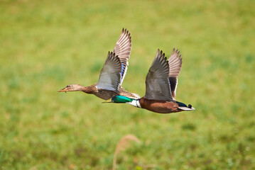 Mallard male and female birds in flight ( Anas platyrhynchos )