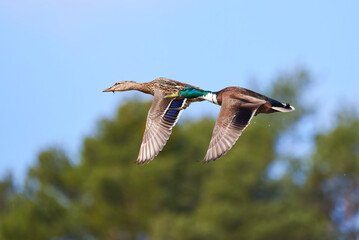 Mallard male and female birds in flight ( Anas platyrhynchos )