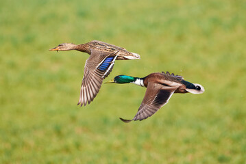 Mallard male and female birds in flight ( Anas platyrhynchos )