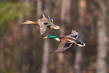 Mallard male and female birds in flight ( Anas platyrhynchos )