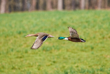 Mallard male and female birds in flight ( Anas platyrhynchos )