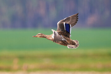Mallard female duck bird in flight ( Anas platyrhynchos )