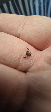 Seudoescorpi&oacute;n. Ar&aacute;cnido que parece un escorpi&oacute;n pero no lo es. 