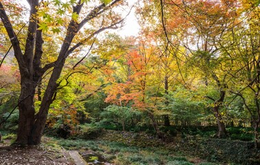 Fototapeta premium 한국의 사계절 중 가을 단풍 풍경,고창 선운사 도솔천의 단풍