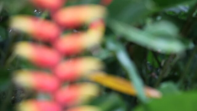 H&auml;ngende Hummerschere (Heliconia rostrata), Video mit Sch&auml;rfeverlagerung in freier Natur