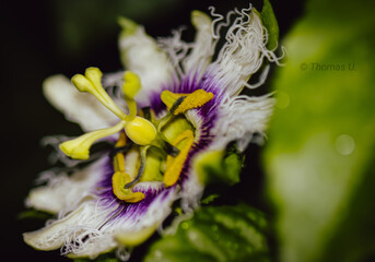 Maracuja 