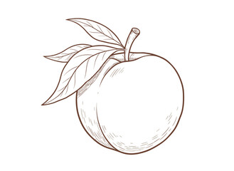 An engraved, etched illustration of an apricot and leaf in a retro vintage style, featuring outlined, contoured hand‑drawn fruit composition, presented as a hand‑drawn vector isolated on a white