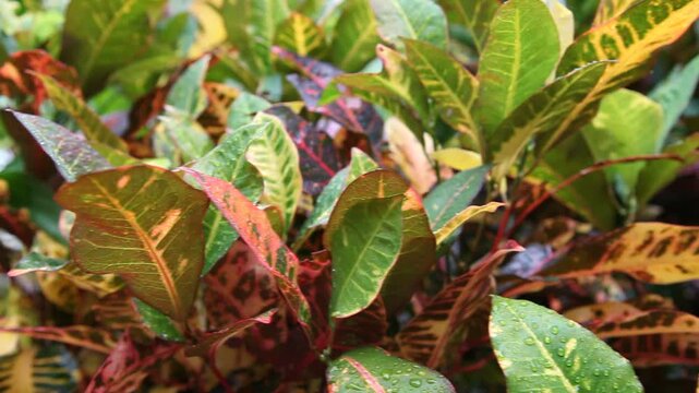 Der Kroton (Codiaeum variegatum), auch Croton, Wunderstrauch oder Krebsblume genannt, eine Pflanzenart der Gattung Codiaeum innerhalb der Familie der Wolfsmilchgew&auml;chse, Vegetation in Costa Rica