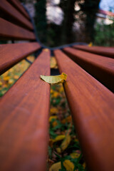 A close-up of fallen autumn leaves illuminated by warm sunlight. Golden and amber tones with soft bokeh and sun flares create a peaceful seasonal atmosphere.