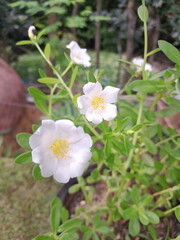 White moss rose flowers in garden. Portulaca grandiflora flowers beauty. Soft blossom Moss rose. 