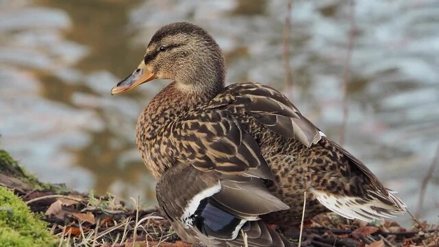 Aix galericulata in the lake 