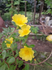 Yellow moss rose flowers in garden. Portulaca grandiflora flowers beauty. Soft blossom Moss rose. 