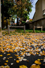 A close-up of fallen autumn leaves illuminated by warm sunlight. Golden and amber tones with soft bokeh and sun flares create a peaceful seasonal atmosphere.