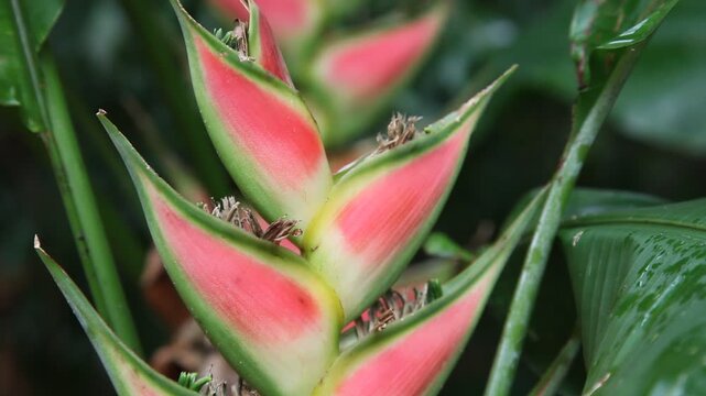 Dreifarbige Hummerschere (Heliconia wagneriana) in freier Wildbahn in Costa Rica