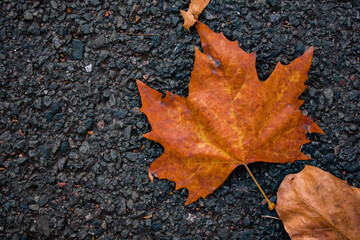 A close-up of fallen autumn leaves illuminated by warm sunlight. Golden and amber tones with soft bokeh and sun flares create a peaceful seasonal atmosphere.