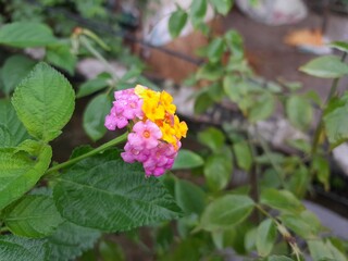Lantana camara multicoloured flowers with green leaves. Lantana camara clustered bloom.