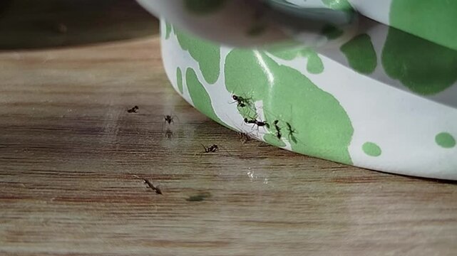 A group of black ants walking near the green and white enamel teapot are greeting each other.
