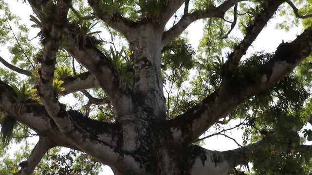 Baumkrone eines Enterolobium cyclocarpum Baumes mit Bromelien im Gegenlicht. Tropische Vegetation in Costa Rica.