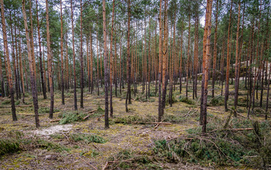 Naklejka premium Pine trees in Bialoleka Dworska Forest in Bialoleka district in Warsaw city, capital of Poland