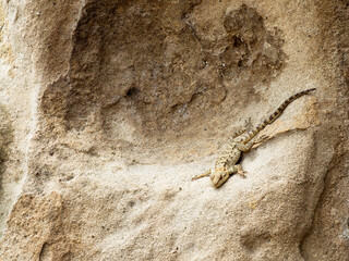 lizards on sandstone rock in Uplistsikhe Cave Town
