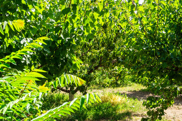 green fruit trees in orchard in Yerevan city