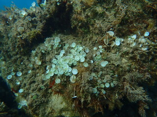 Green algae mermaid's cup Acetabularia acetabulum undersea, Ligurian Sea, Italy, Imperia