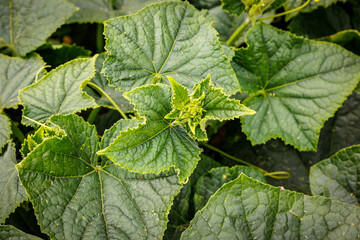 Leaves of cucumbers grown in backyard vegetable garden in Poland