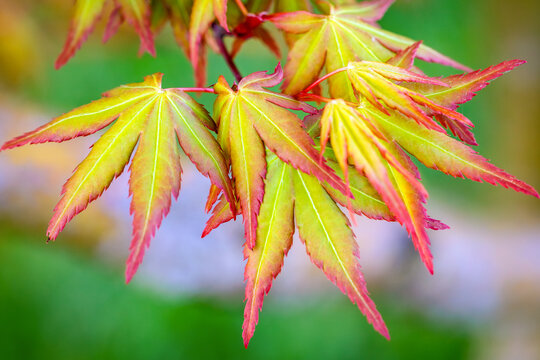 Close up on a spring leaves of Japanese maple tree - Acer palmatum