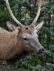 Young Bull Elk