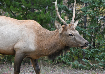 Young Bull Elk