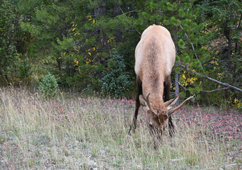 Young Bull Elk
