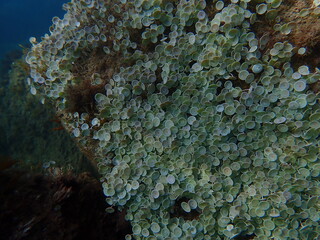 Green algae mermaid's cup Acetabularia acetabulum undersea, Ligurian Sea, Italy, Imperia