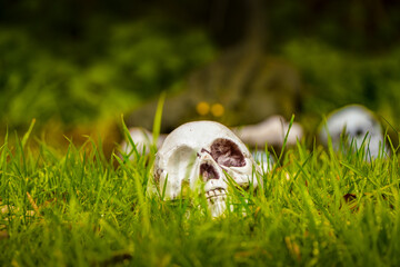 Human Skull Lying in Green Grass – Symbolic Concept of Mortality and Nature
