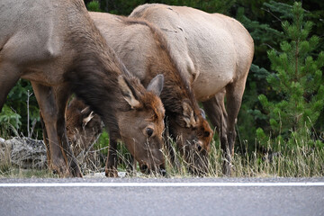 Elk Grazing by the Road