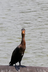 Vertical close-up of a neotropical cormorant (Phalacrocorax brasilianus) perched on a metal pipe. Dark bird with open beak and stretched neck contrasting with the clear, rippling water.
