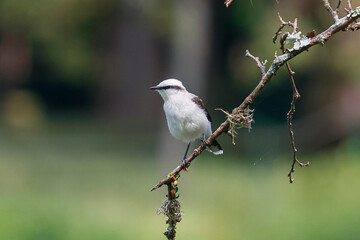 Vertical close-up of a White-headed Marsh Tyrant (Fluvicola nengeta). White bird with a black mask perched on a dry branch with colorful berries, contrasting with the green background (bokeh).