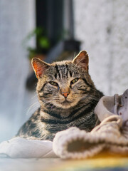 Naklejka premium Tough and powerful street cat is sleeping on a old trousers outside a house. Animal has cute face and fierce look in its eyes. Living in rough conditions concpet.