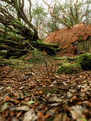 Scene in a forest park after powerful hurricane with trees fallen on the ground. Effect of a strong storm wind. Destruction caused by nature to nature. Nobody. Green and brown tone.