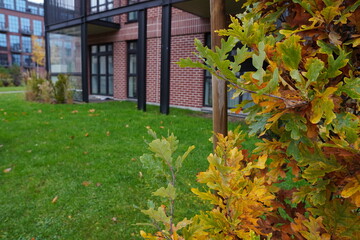 Colorful fall leaves near a modern brick building in an urban garden during autumn season