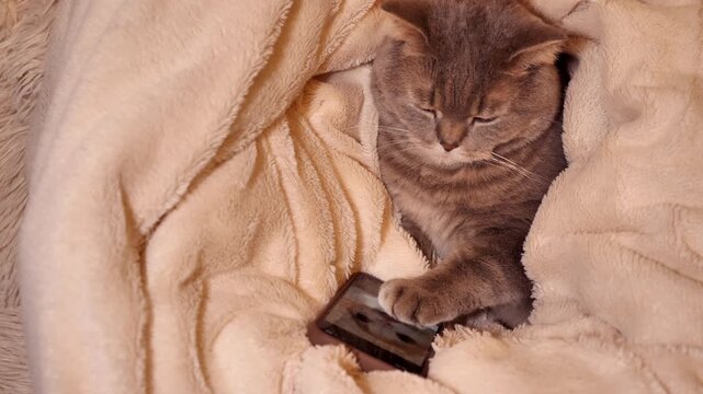 A cute Scottish Straight cat snuggles comfortably under a warm, fuzzy blanket while appearing to interact with a smartphone nearby, symbolizing digital habits