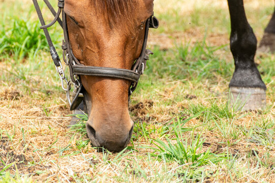 A close-up of a brown horse grazing in a green field, Equestrian Life