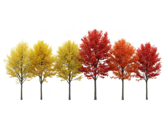 A row of deciduous trees with vibrant yellow, orange, and red autumn foliage, isolated on a transparent background