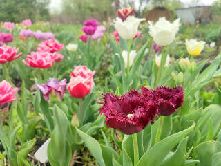 Varietal blooming tulip close up. Growing blossoming flower with red burgundy petals on background of blurred multicolored flowering flowers on sunny spring day. Nature. Natural background