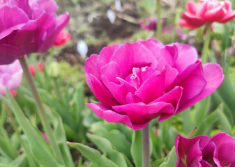 Blooming tulip flower. Blooming tulip flower with pink petal in inflorescence on sunny spring morning. Blooming of blossoming red tulip flower growing in ground. Natural background. Tulip