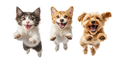 Happy Pets Jumping with Joy on Transparent Background