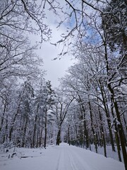 snoVertical landscape of a forest path in deep snow. Represents the seasonal state of winter, focusing on the majestic scale of the trees and the quiet, fairy-tale atmospherew covered trees