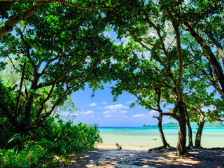 木の影からみる青い海と白いビーチ　沖縄県