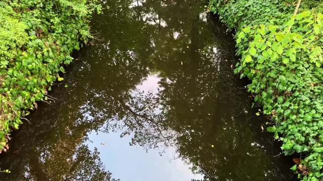 Beautiful river and plant texture at Yildiz Park (Turkish: Yildiz Parki) Besiktas District in Istanbul Turkey. (4K video)